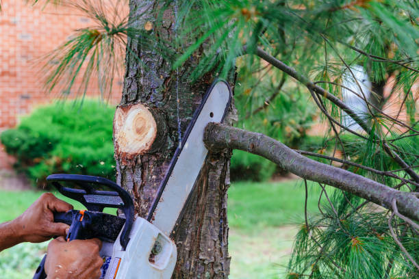 Best Arborist Consultation Services  in Maywood, NJ